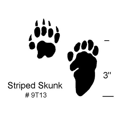 Stripped Skunk Footprints - Pacific Concrete Images