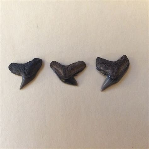 Which Tiger Shark? - Fossil ID - The Fossil Forum