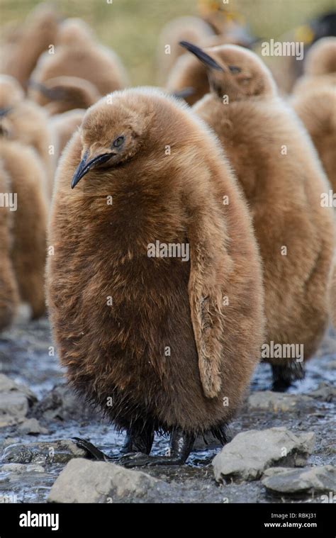 King penguin chicks Stock Photo - Alamy