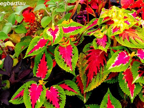 coleus | Flower pictures, Flowers, Garden