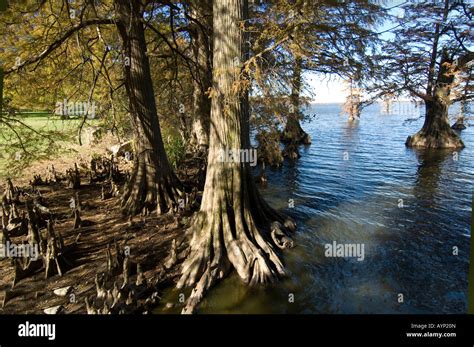 Cypress trees in the lake at Reelfoot Lake State Park a 25 000 acre hunting and fishing preserve ...