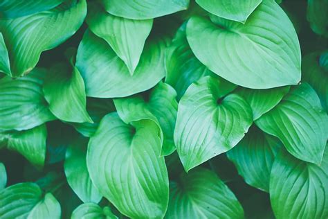 green, plants, leaves, nature, leaf, plant part, green color, growth, plant, close-up | Pxfuel