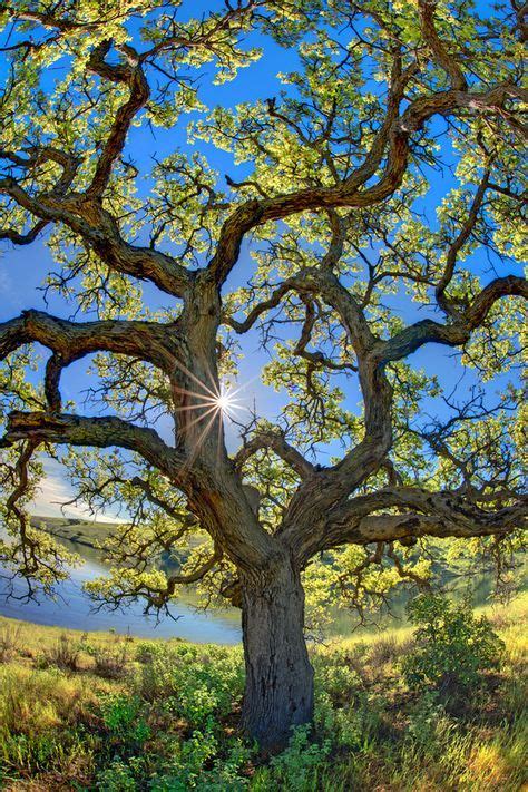 59+ ideas california oak tree photography | Tree photography, Nature tree, Beautiful tree