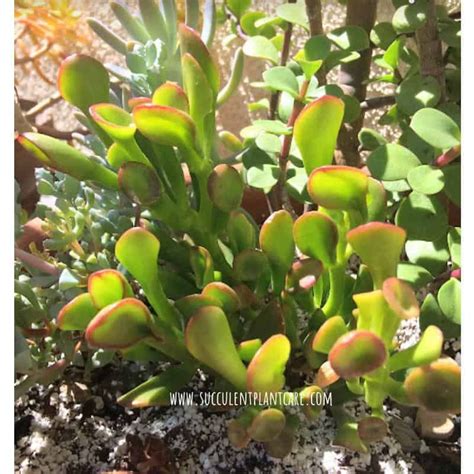 Crassula Ovata-Gollum Jade Care and Propagation | Crassula ovata, House plant care, Jade plants