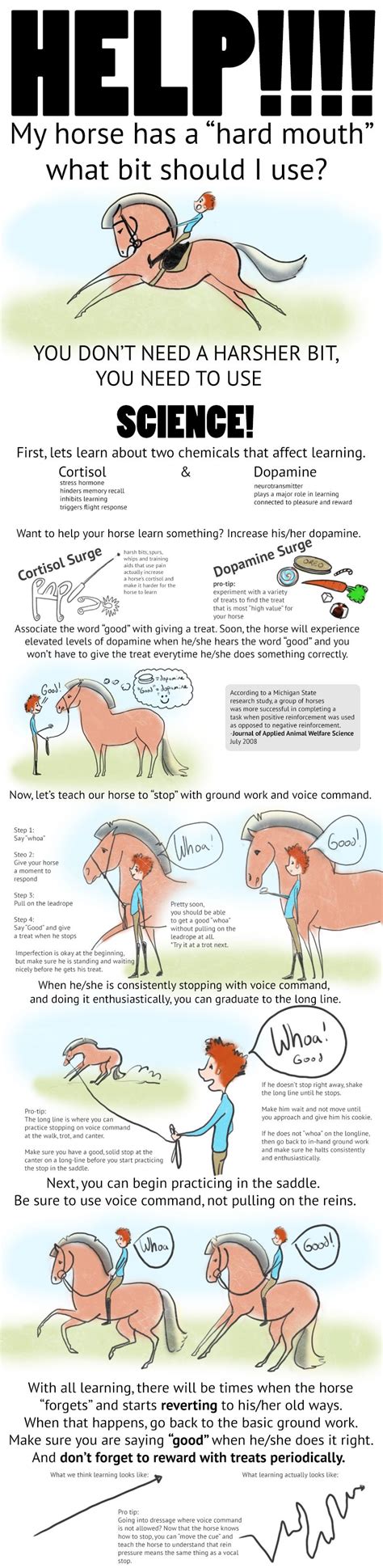 Horse Riding Tips, Horse Tips, Horse Information, Horse Lessons, Horse ...