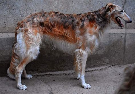 Look at this Borzoi's coat! | Borzoi dog, Dog breeds, Wild dogs