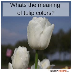 Meaning of tulip colors - Tulips in Holland