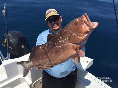 How to Go Grouper Fishing: An Angler’s Guide for 2024