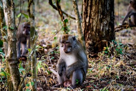 Long-Tailed Macaque – AHP Wild