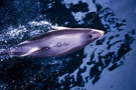 Pacific White-Sided Dolphin - Stock Image - C004/5861 - Science Photo Library