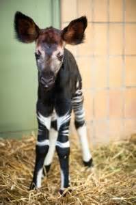 Okapi Facts, Habitat, Diet, Predators, Adaptations, Pictures