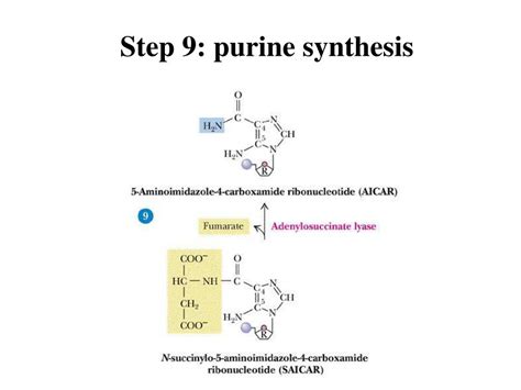 PPT - Nucleotide metabolism – Part 1 (purine biosynthesis) PowerPoint ...