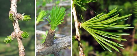 European Larch, Larix decidua – Wisconsin Horticulture