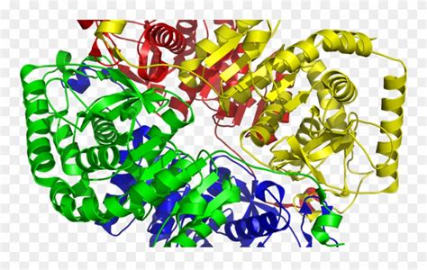 Download Lactate Dehydrogenase Structure Clipart (#796038) - PinClipart