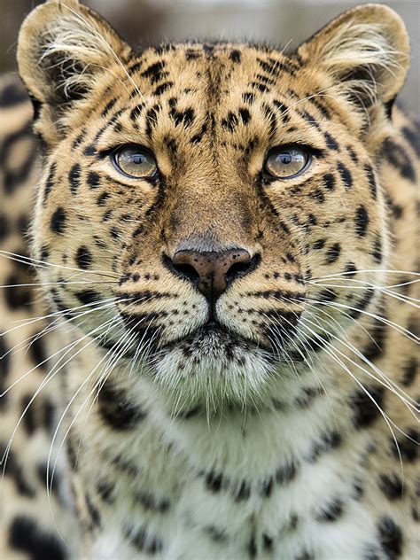 Amur Leopard | Big cats photography, Big cats, Amur leopard