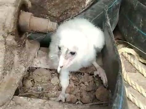 Ullu ke Bacche; Owl Rare Species Found In Madhya Pradesh (Tikamgarh ...