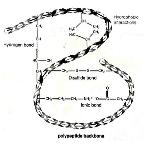 Structure of Keratin [50]. | Download Scientific Diagram