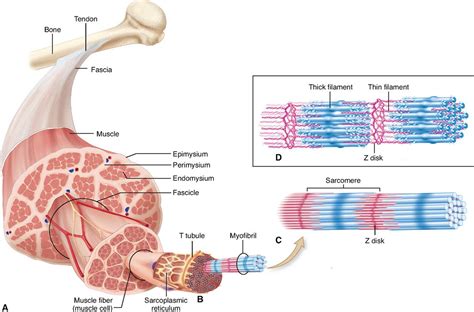 Physiology of the Muscular System | Basicmedical Key