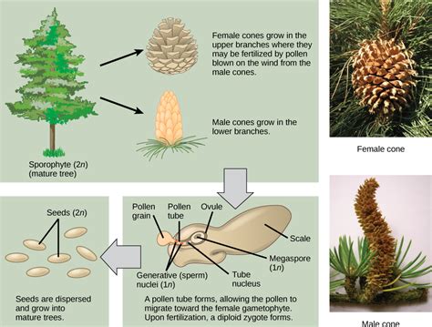 Sexual Reproduction in Gymnosperms | Biology for Non-Majors II