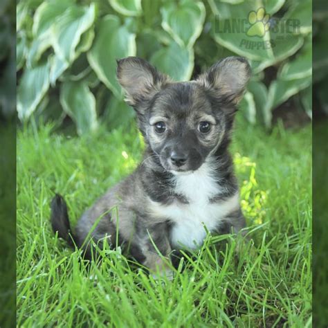 Chihuahua Puppies for Sale | Lancaster Puppies