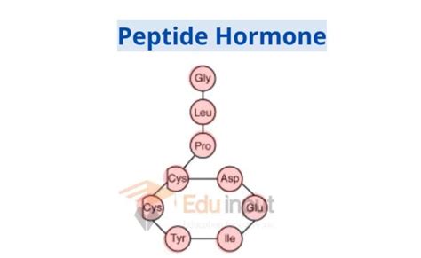 Types of Hormones With Examples | Amine Hormone | Peptide Hormone | Steroid Hormone