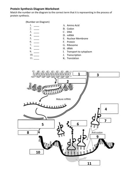 Protein synthesis diagram worksheet