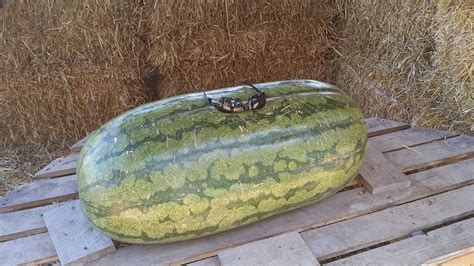 Biggest Watermelon Ever : pics