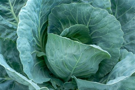 23+ Cabbage Plant Growth Stages | VeronicaCatrina