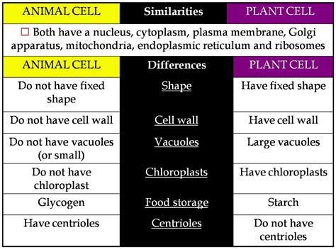 5 Similarities Between Plant Cell And Animal Cell - Riset