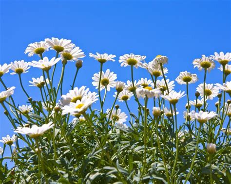 chamomile HD wallpapers, backgrounds