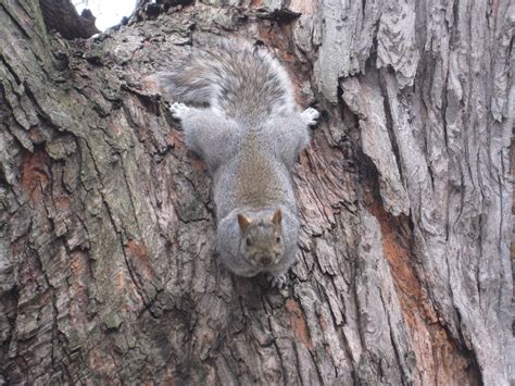 CBC.ca | Daybreak Montreal | Fat squirrel contest