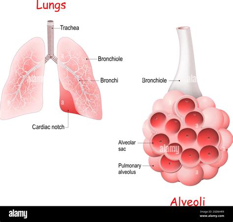 Pulmonary alveolus Stock Vector Images - Alamy