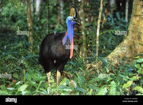 Southern Cassowary, Double-wattled Cassowary, Australian Cassowary, Two-wattled Cassowary ...