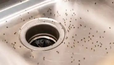 Fruit Flies in Drain: How to Get Rid of Them for Good