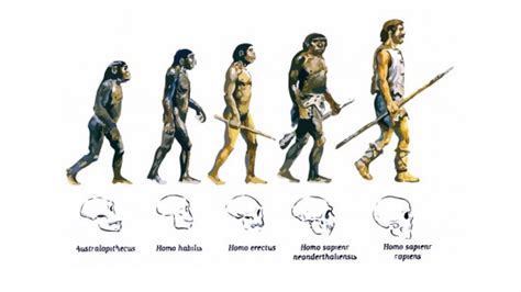 La teoría de la evolución biológica: qué es y qué explica