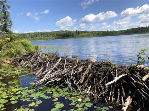 This is what a beaver dam looks like : r/mildlyinteresting