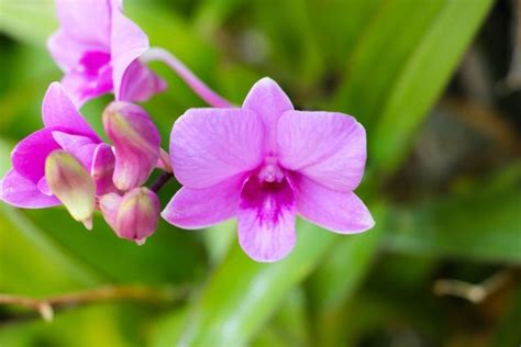 Types of Australian Native Orchids: Identification Guide | Ultimate ...