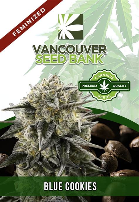 Blue Cookies Strain Feminized Marijuana Seeds | Vancouver Seed Bank