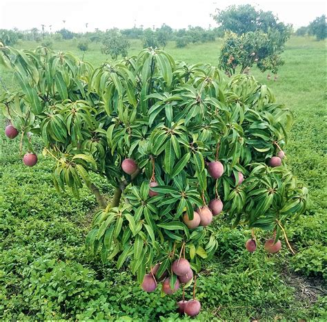 Rich Farm Kenya: Profitable Agribusiness Ideas in Fruit Farming: Mango ...