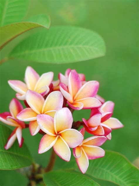 Pink Frangipani Flowers with Green Background Stock Image - Image of leaf, beautiful: 78220013