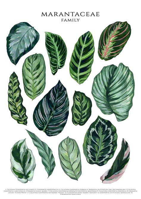 Maranta Plant Family Digital Illustration, Maranta Plant Varieties in ...