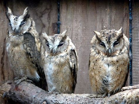 Owls at Small Breeds Farm and Owl... © Christine Matthews cc-by-sa/2.0 :: Geograph Britain and ...