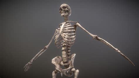 Rigged Skeleton - Buy Royalty Free 3D model by ESPECTREE (@wadson.wa) [d6e3d09] - Sketchfab Store