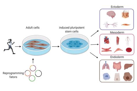 Induced pluripotent stem cells are reprogrammed adult human cells from ...