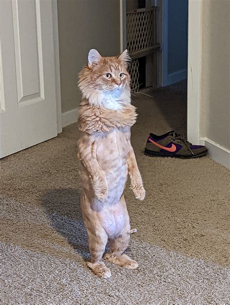 The Internet Reacts To A Hilarious Photo Of A Cat Standing Up