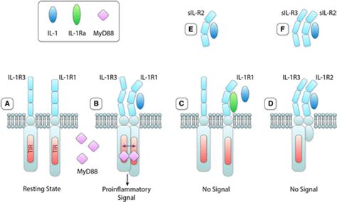 Interleukin-1 and the Inflammasome as Therapeutic Targets in Cardiovascular Disease ...