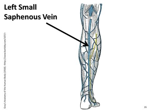 Left small saphenous vein - The Anatomy of the Veins Visua… | Flickr