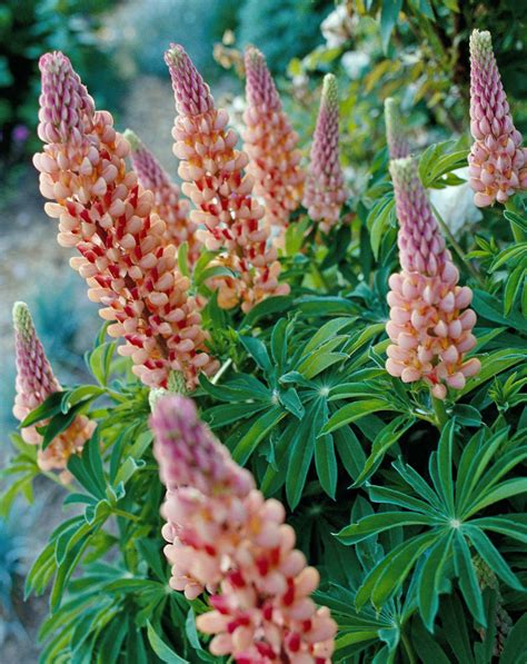 How to Plant and Grow Lupine