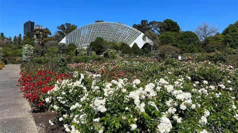 Adelaide Botanic Backyard’s roses among the many greatest – Info New ...