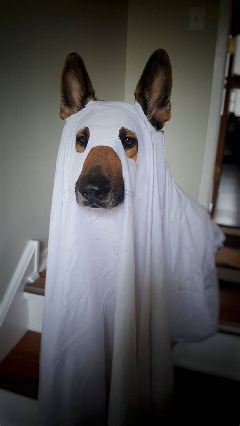 Boo! http://ift.tt/2fos80W … | Dog halloween, Cute dog halloween costumes, Pet halloween costumes